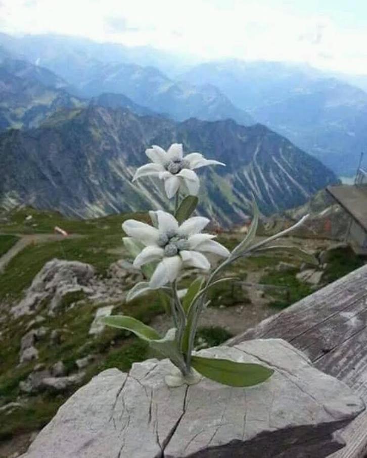 Mes Lastei Apartamento Campitello di Fassa Exterior foto