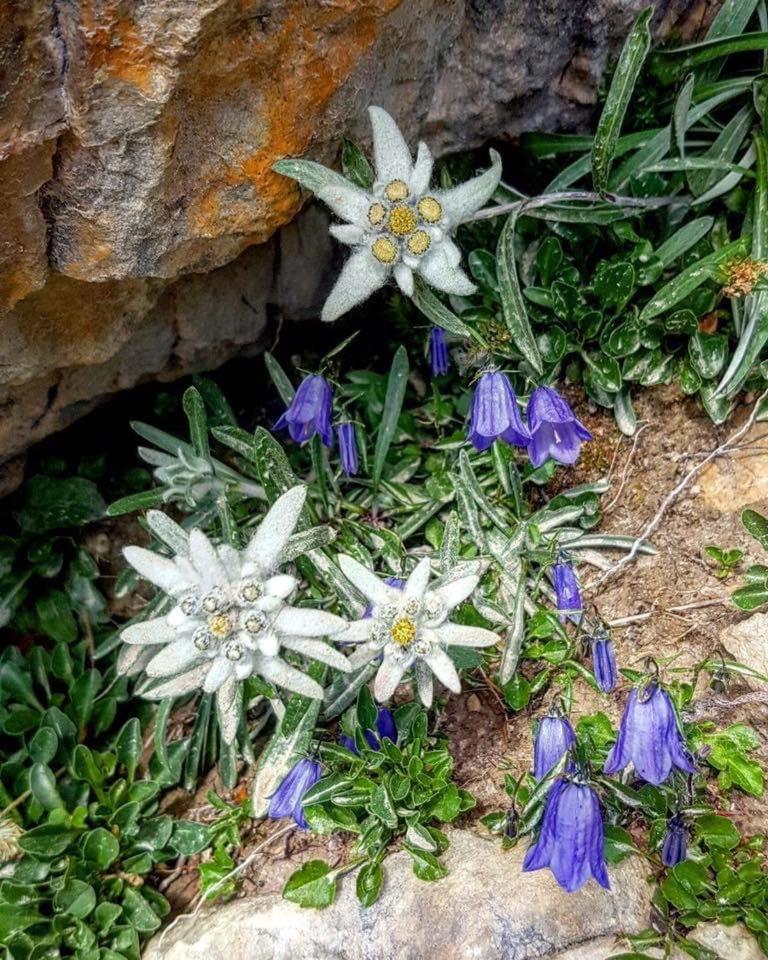 Mes Lastei Apartamento Campitello di Fassa Exterior foto