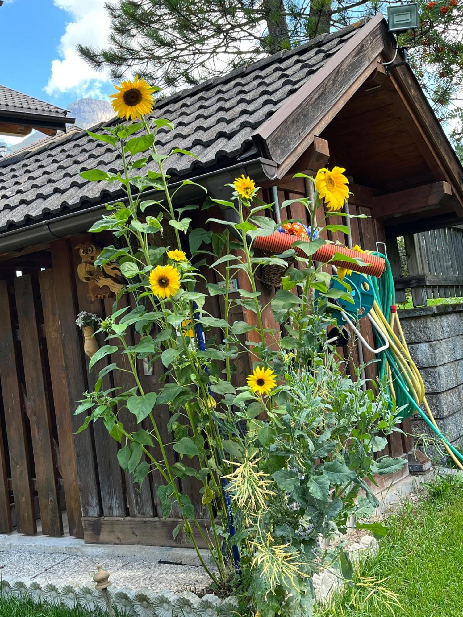Mes Lastei Apartamento Campitello di Fassa Exterior foto